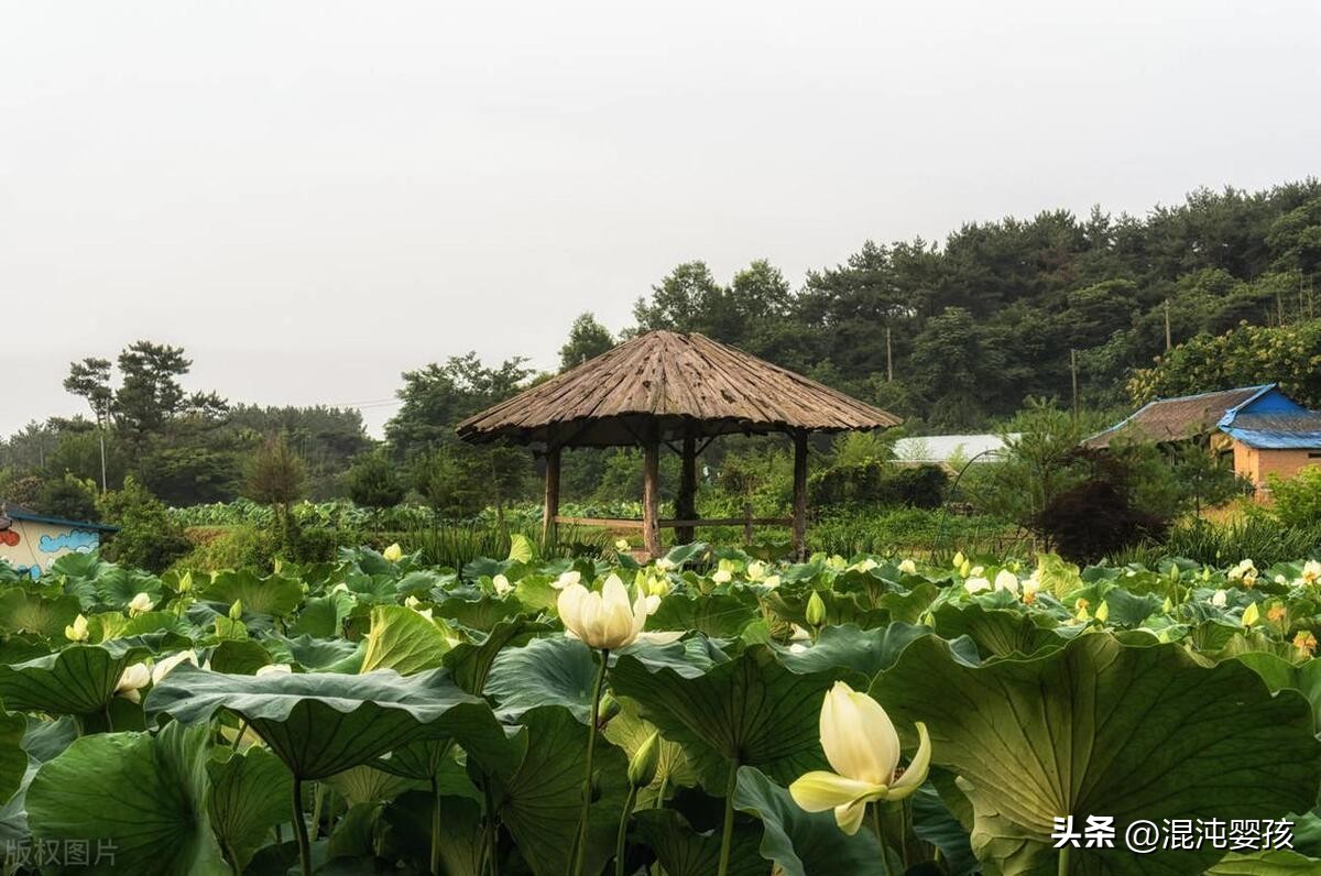 白居易全部诗_白居易全集诗词大全_白居易诗全集