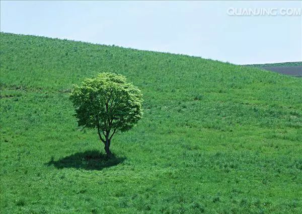 萋蒿_萋_萋斐贝锦