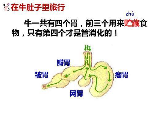 拼音族组句子_族群的拼音_族的拼音
