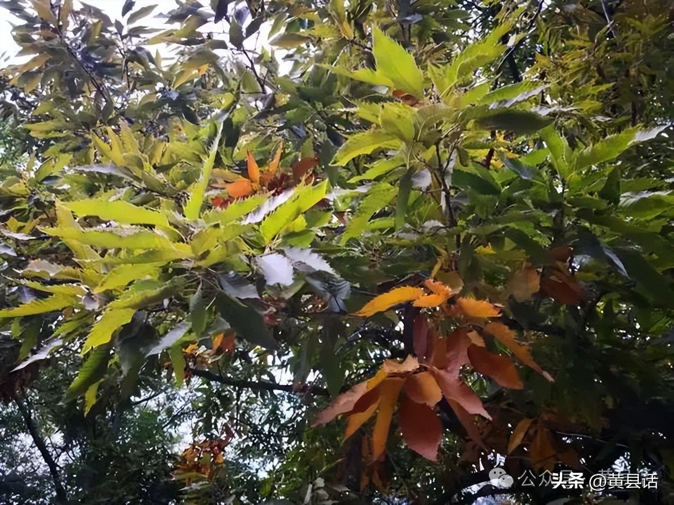 海彤与战胤小说全文免费阅读拃_拃怎么读_拃怎么读