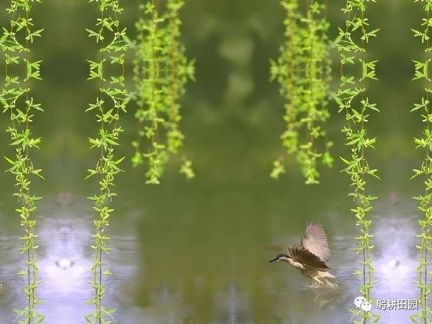 惊蛰的拼音大写_惊蛰的拼音_惊蛰的汉语拼音