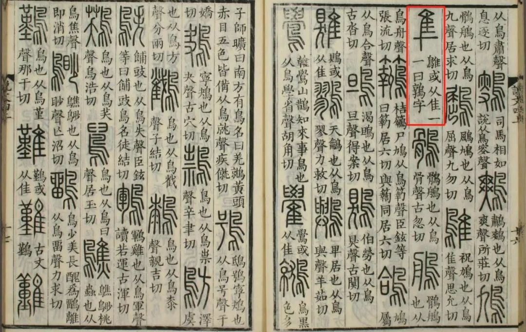隼是什么鸟图片_隼是什么意思_隼鸟的意思