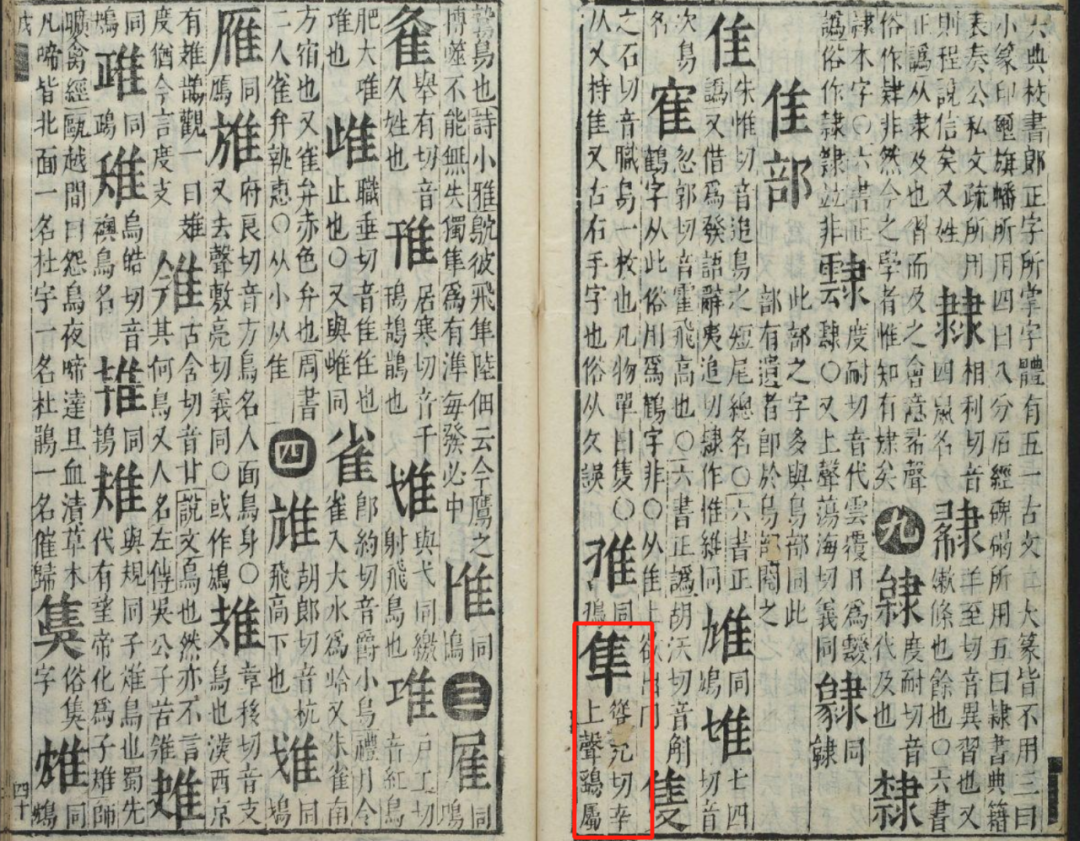 隼是什么鸟图片_隼鸟的意思_隼是什么意思