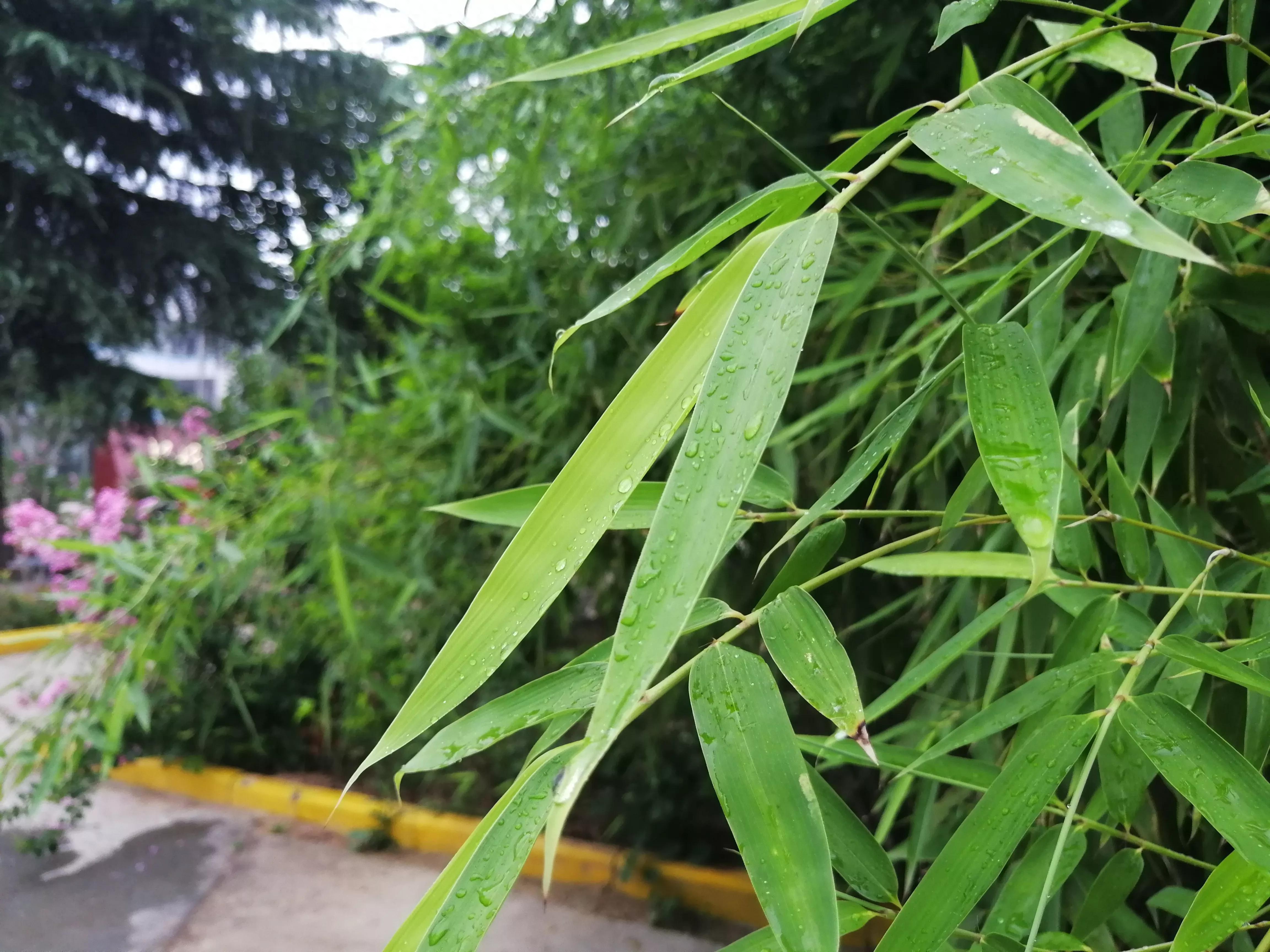 无力蔷薇卧晓枝_蔷薇无力卧晓枝全文_蔷薇卧晓枝是什么意思