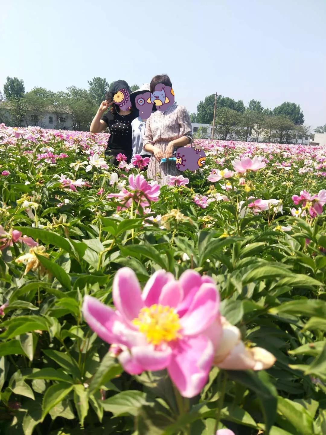 无力蔷薇卧晓枝_蔷薇卧晓枝是什么意思_蔷薇无力卧晓枝全文