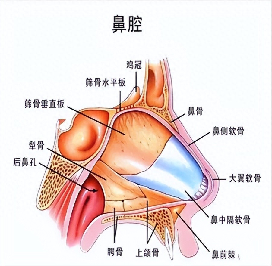 鼻词语_鼻组成词_鼻组词语