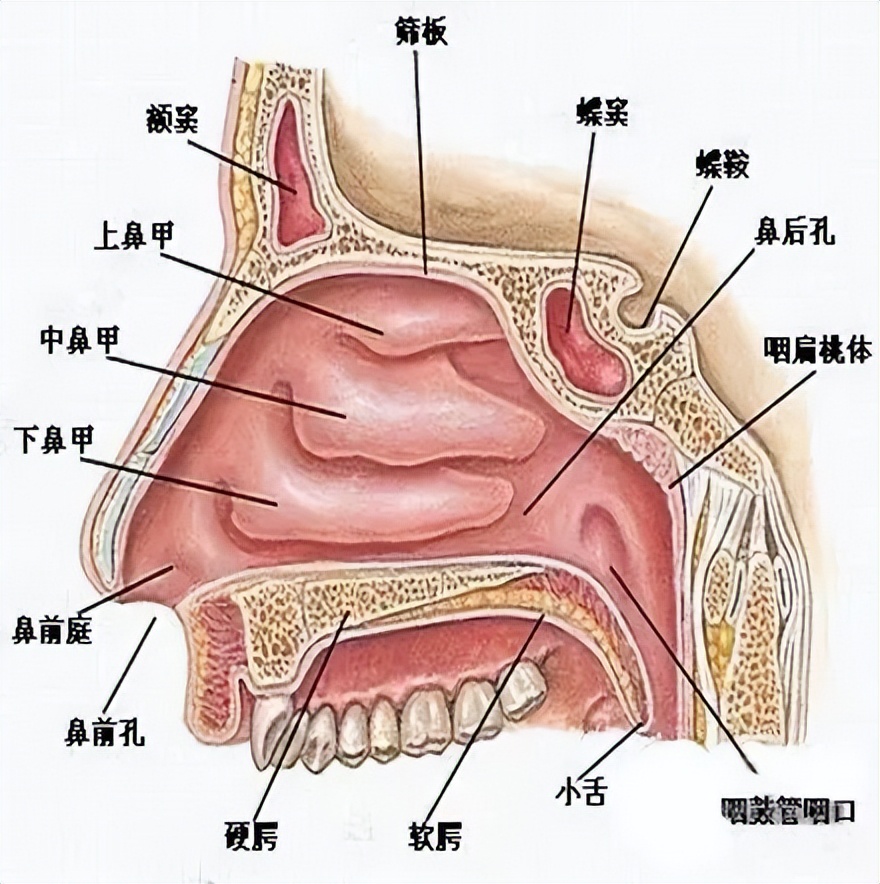 鼻词语_鼻组词语_鼻组成词