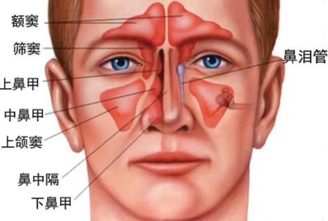 鼻组词语_鼻组成词_鼻词语