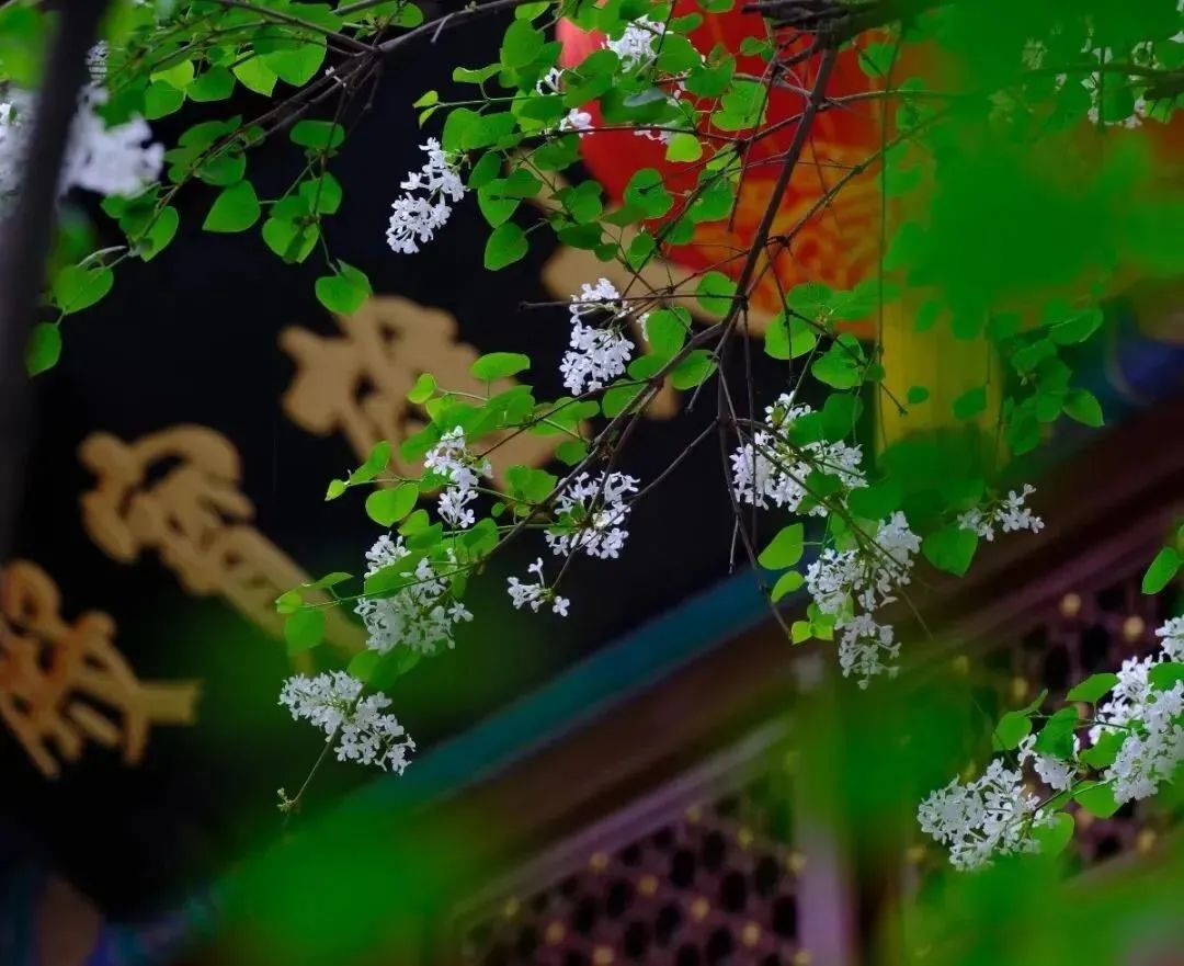 我心匪石 不可转也_匪石任务_匪石怎么打
