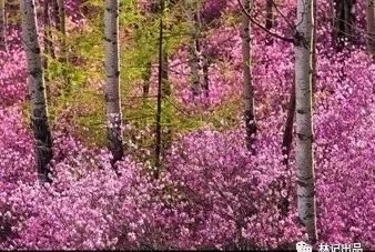 马诗现代文_关于马的现代诗_马诗现代文600字