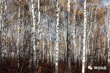 马诗现代文600字_马诗现代文_关于马的现代诗