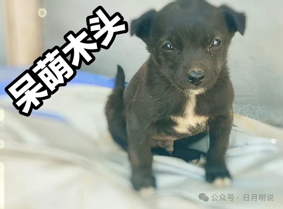 日月为明明日月下联_日月_日月人鱼