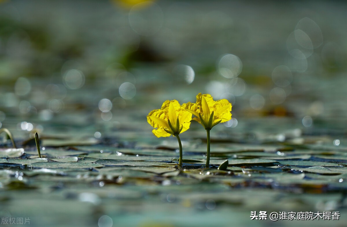 雁丘词元好问_元好问词_元好问最有名的词