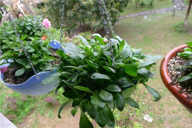 东篱_东篱医院_东篱采菊悠然见南山意思