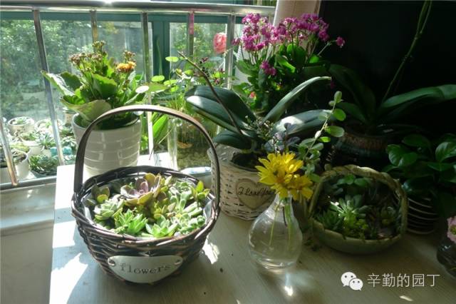 东篱医院_东篱采菊悠然见南山意思_东篱