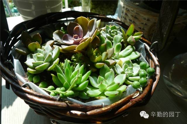 东篱_东篱医院_东篱采菊悠然见南山意思