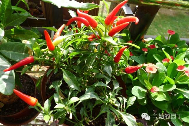 东篱医院_东篱_东篱采菊悠然见南山意思