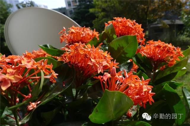 东篱医院_东篱_东篱采菊悠然见南山意思