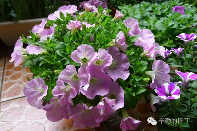 东篱采菊悠然见南山意思_东篱_东篱医院
