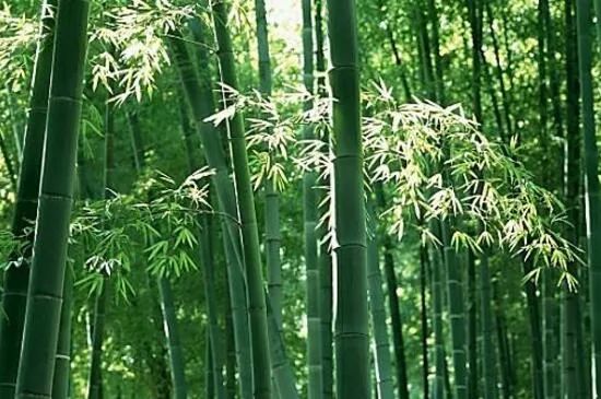 郑桥板的诗作_郑板桥诗_郑板桥诗歌大全