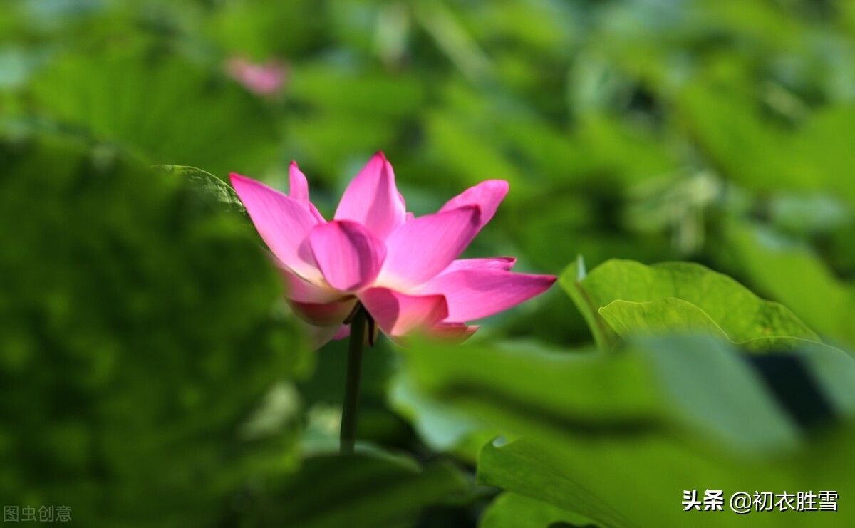 杨万里诗风格特点_杨万里诗十首_杨万里的诗