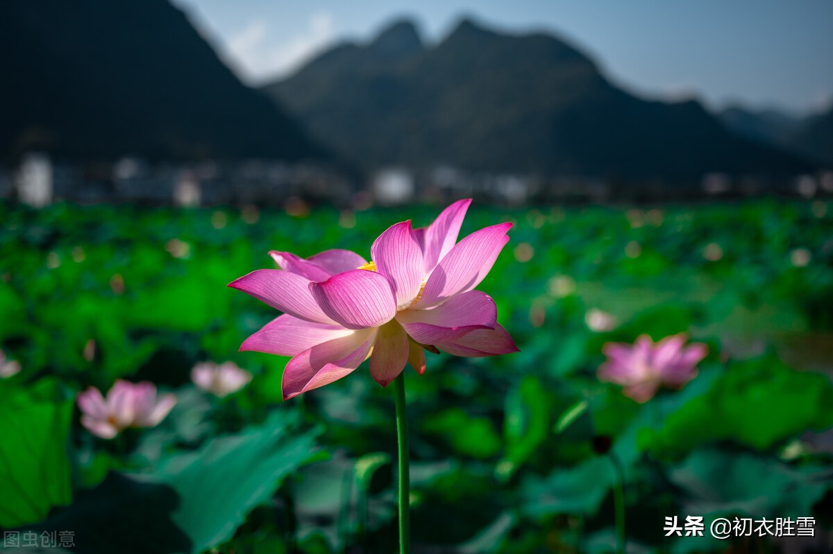 杨万里诗风格特点_杨万里的诗_杨万里诗十首