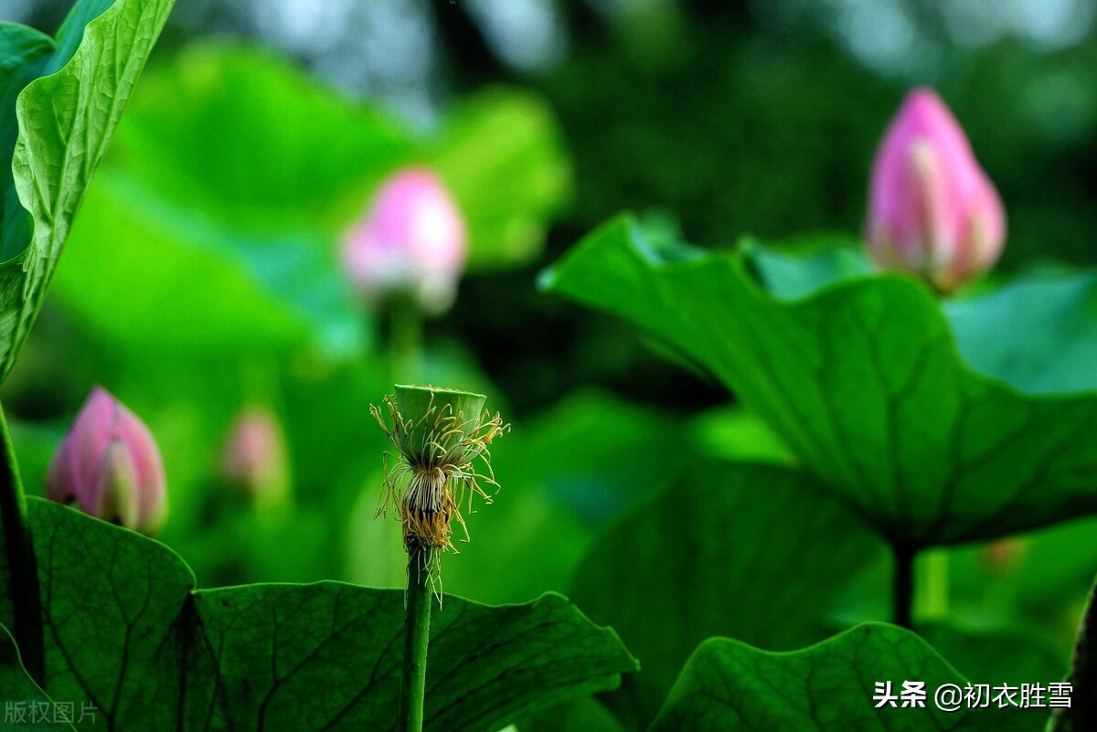 杨万里诗十首_杨万里的诗_杨万里诗风格特点