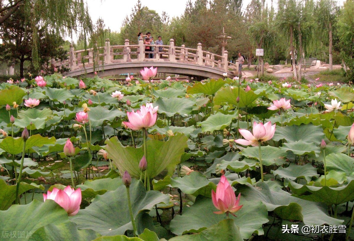 杨万里的诗_杨万里诗风格特点_杨万里诗十首