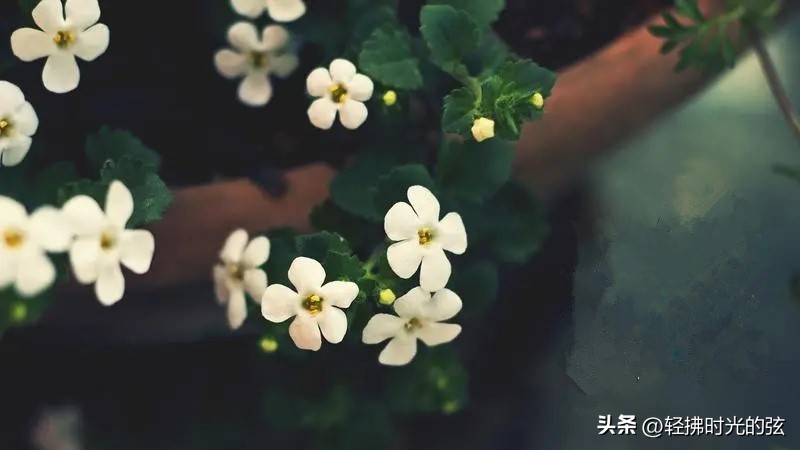 诗人苦中作乐的古诗_苦中作乐的诗句_苦中作乐的诗