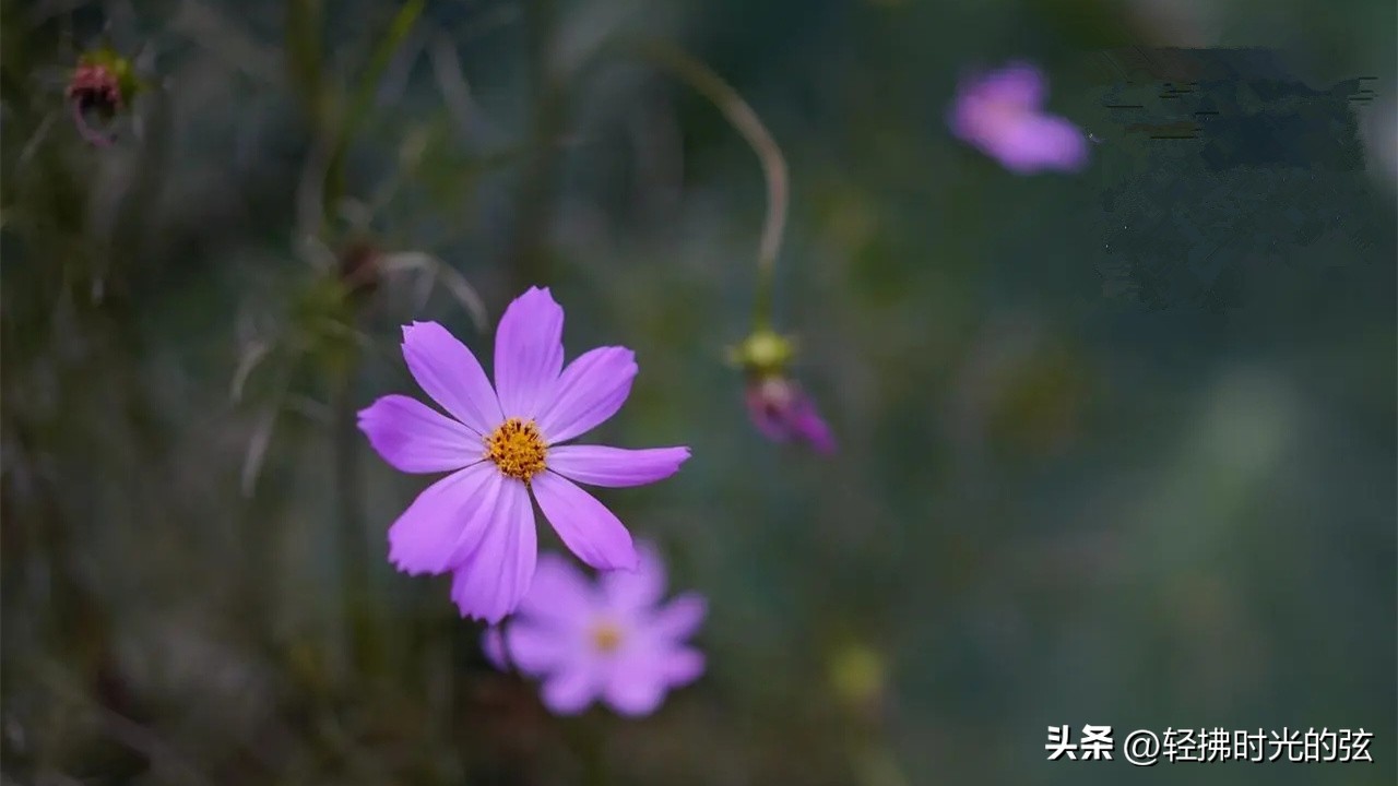 苦中作乐的诗_苦中作乐的诗句_诗人苦中作乐的古诗