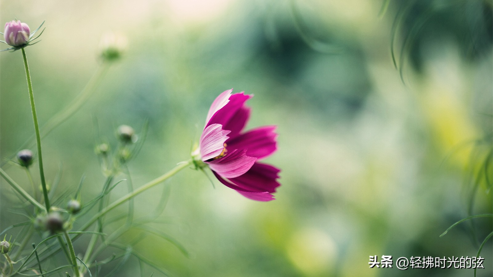 苦中作乐的诗_诗人苦中作乐的古诗_苦中作乐的诗句
