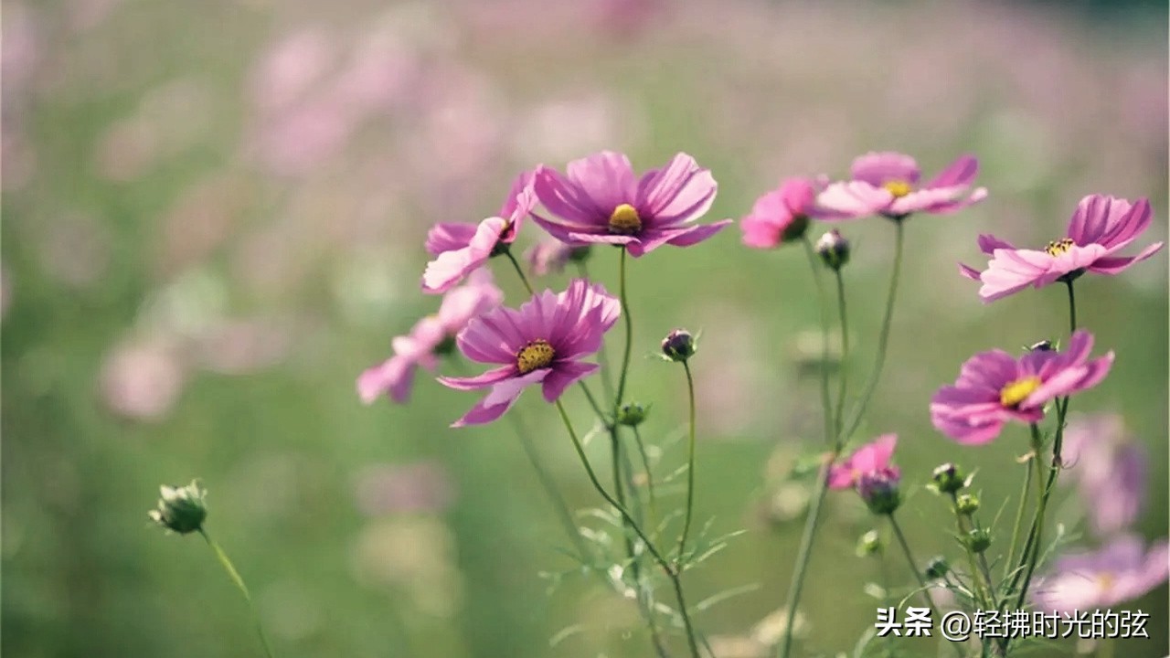 苦中作乐的诗_诗人苦中作乐的古诗_苦中作乐的诗句