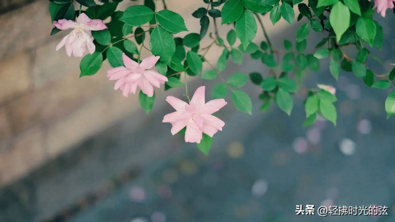 苦中作乐的诗句_诗人苦中作乐的古诗_苦中作乐的诗
