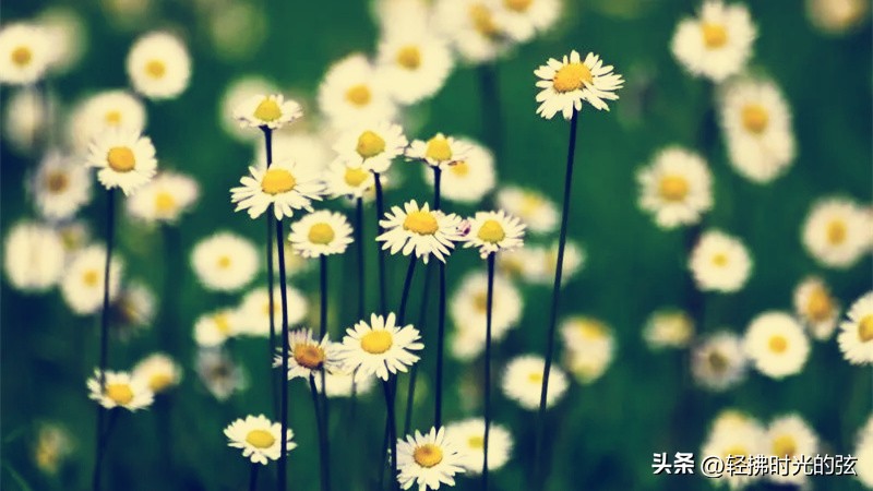 苦中作乐的诗句_苦中作乐的诗_诗人苦中作乐的古诗