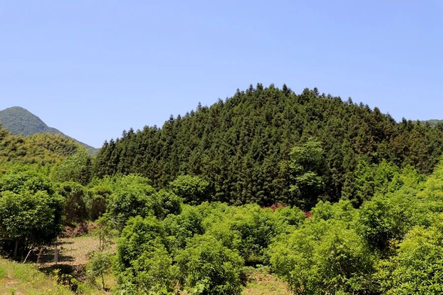 幽静阴森树林桌面壁纸_幽静的_山谷幽静