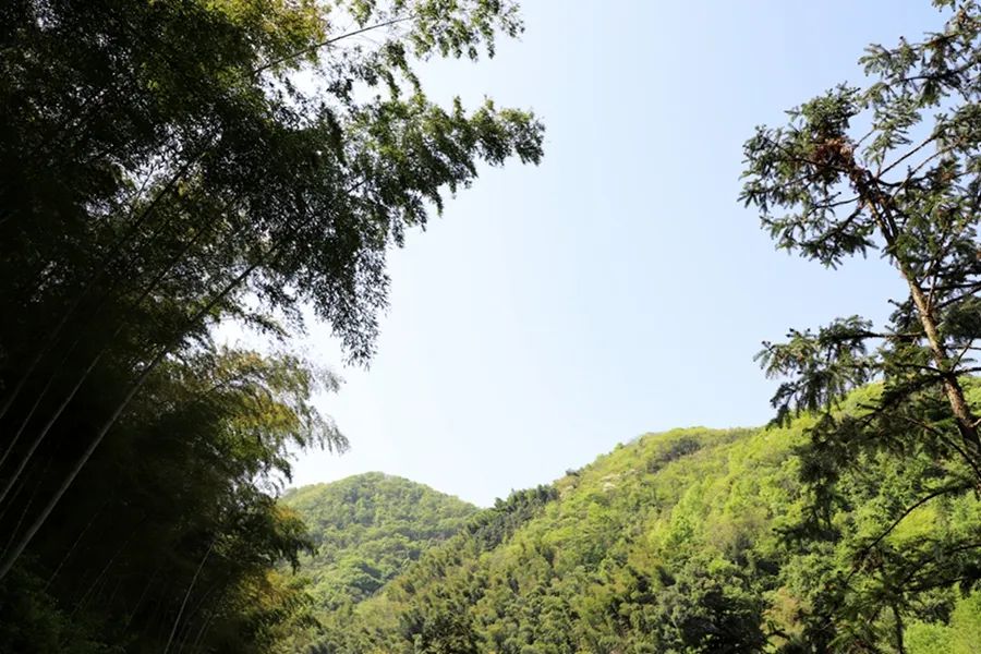 山谷幽静_幽静阴森树林桌面壁纸_幽静的