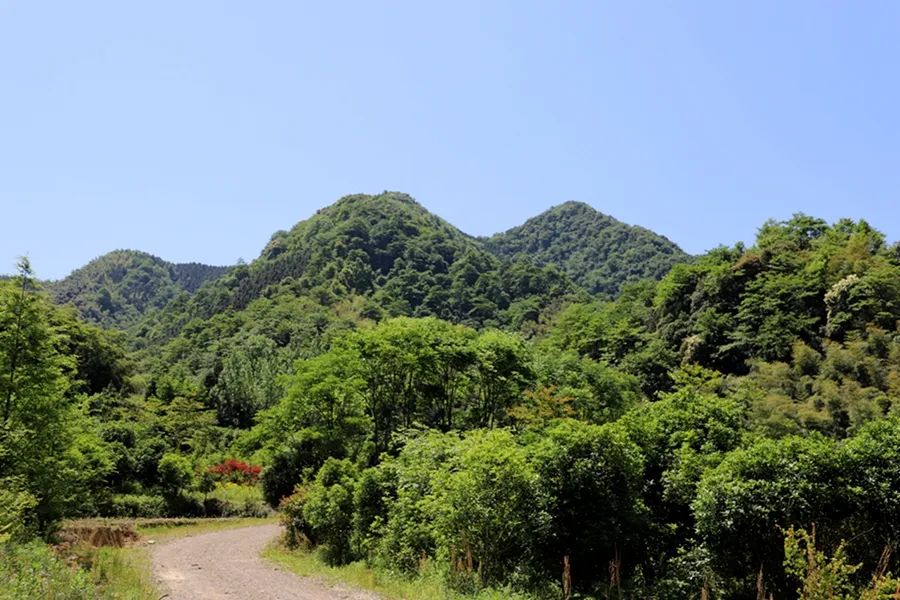 幽静的_山谷幽静_幽静阴森树林桌面壁纸