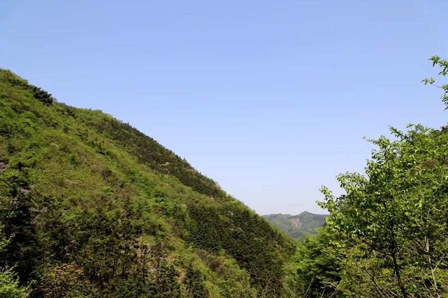 幽静的_幽静阴森树林桌面壁纸_山谷幽静