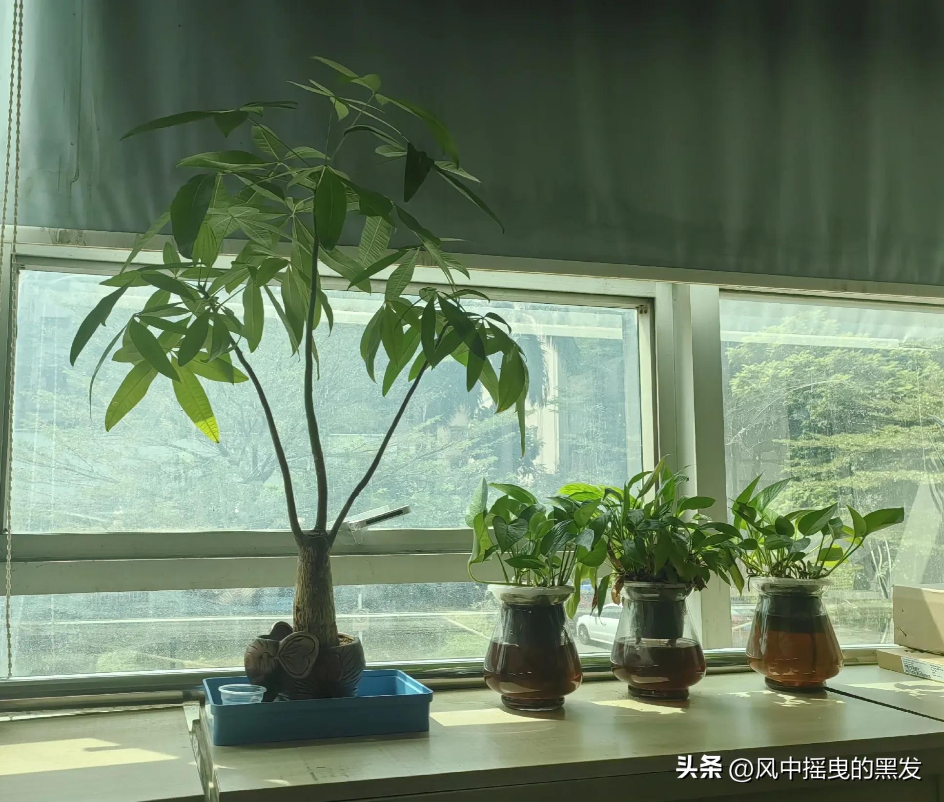 豸怎么读_豸怎么读_豸怎么读