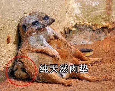累的部首是什么部首_会的部首_哀的部首是什么部首