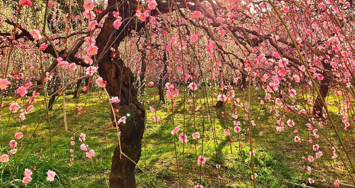 梅花拼音怎么拼写_梅花的拼音_梅花拼音的正确写法