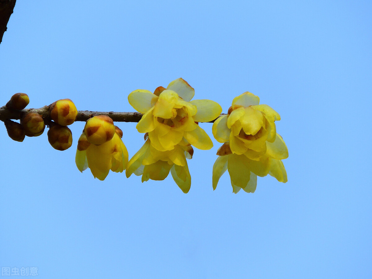 梅花拼音怎么拼写_梅花的拼音_梅花拼音的正确写法