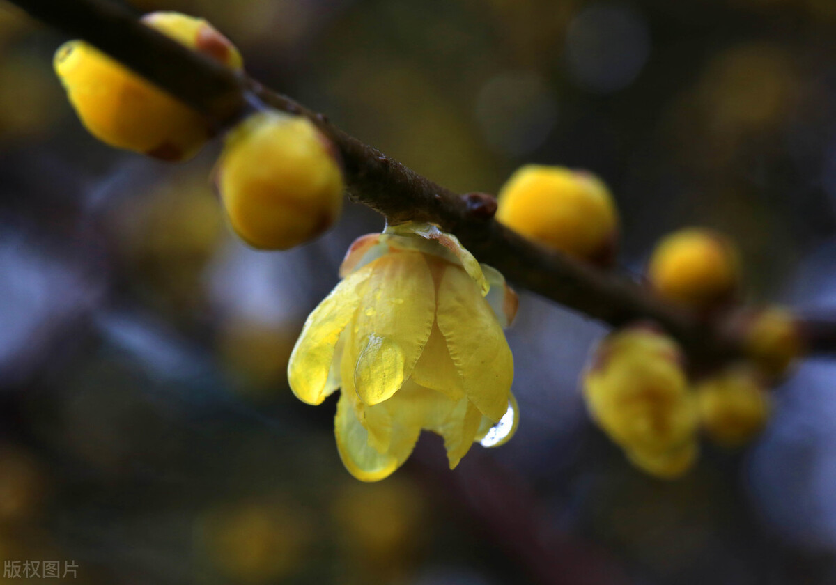 梅花拼音怎么拼写_梅花的拼音_梅花拼音的正确写法