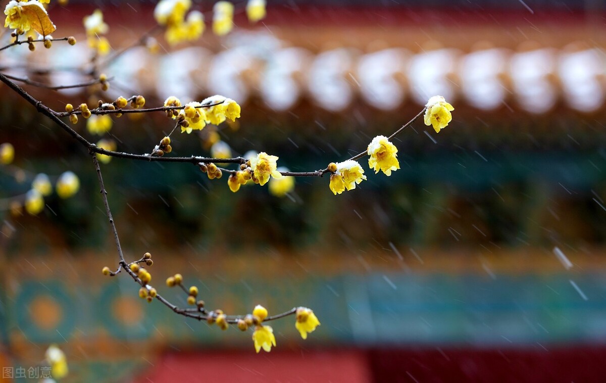 梅花拼音怎么拼写_梅花的拼音_梅花拼音的正确写法