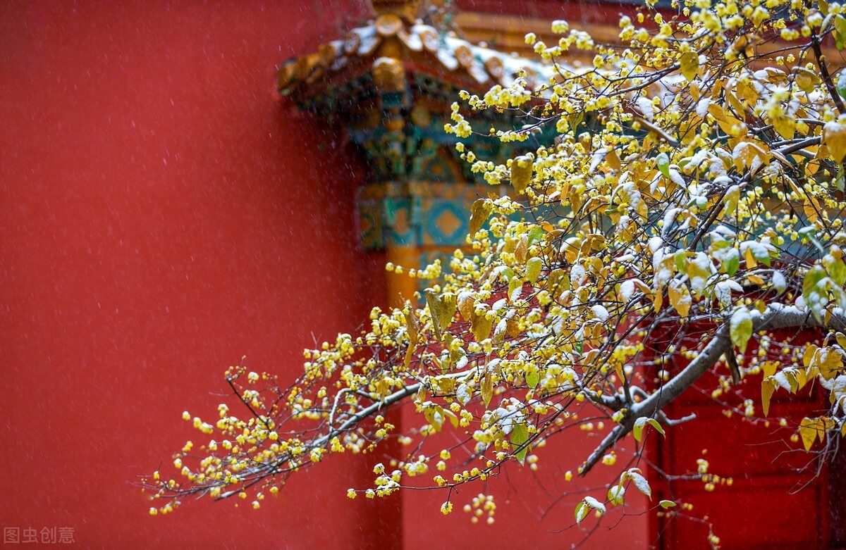 梅花拼音怎么拼写_梅花拼音的正确写法_梅花的拼音