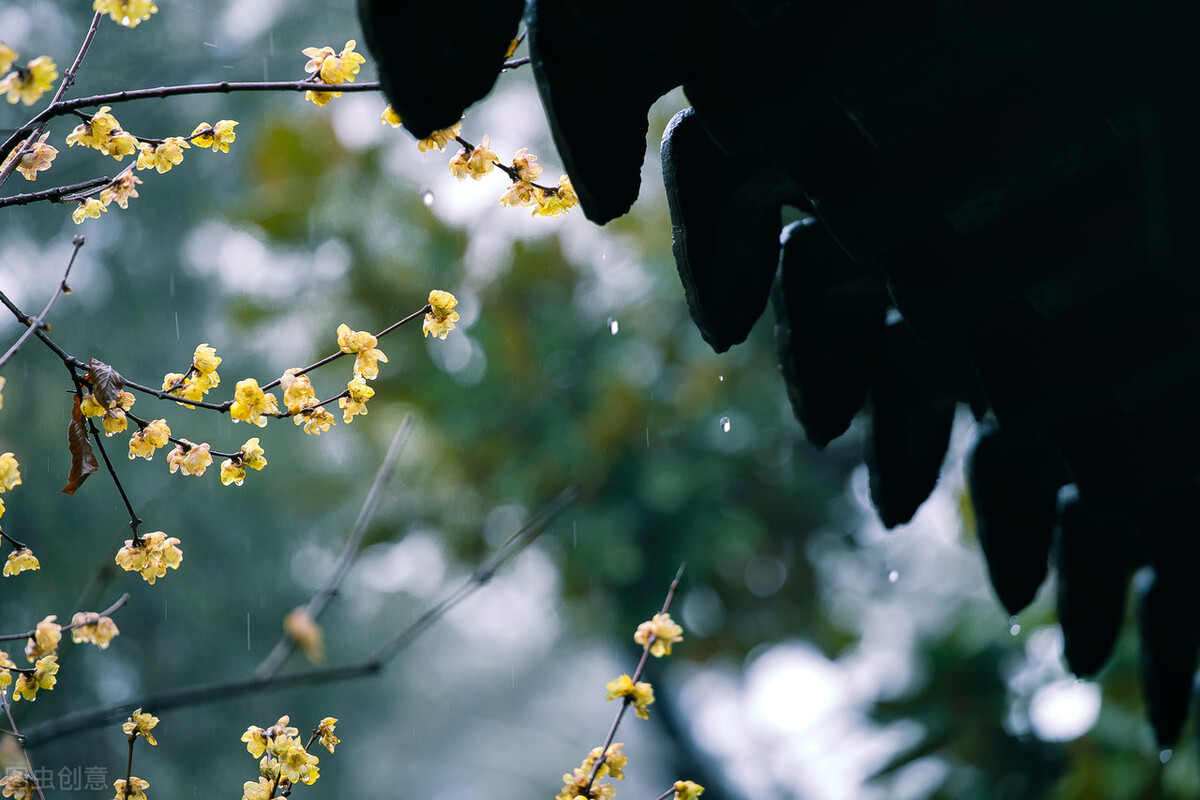 梅花拼音怎么拼写_梅花的拼音_梅花拼音的正确写法