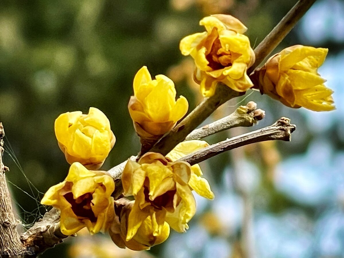 梅花拼音的正确写法_梅花拼音怎么拼写_梅花的拼音