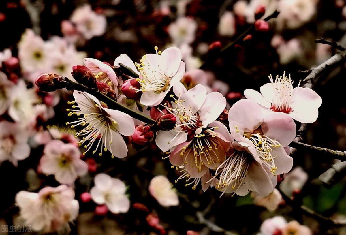 梅花的拼音_梅花拼音怎么拼写_梅花拼音的正确写法