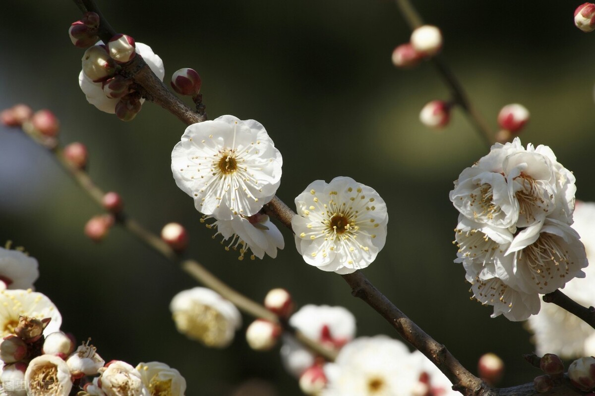 梅花拼音怎么拼写_梅花的拼音_梅花拼音的正确写法