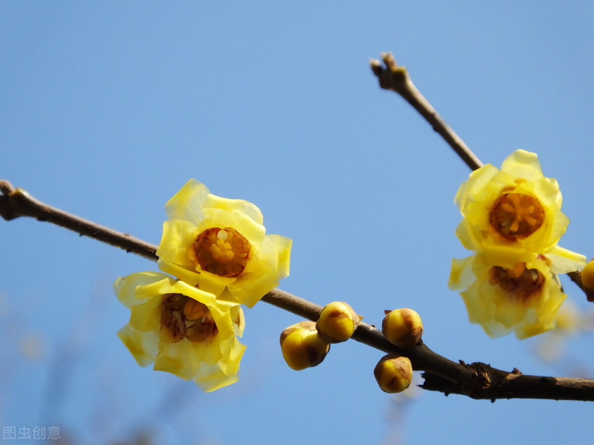 梅花的拼音_梅花拼音怎么拼写_梅花拼音的正确写法